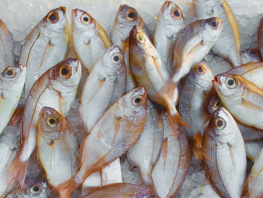 Fisk fra Stillehavet fanget i Kattegat