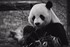 Verdensnaturfonden fejrer 50 aar i pandaens tegn